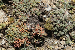 Erodium cheilanthifolium