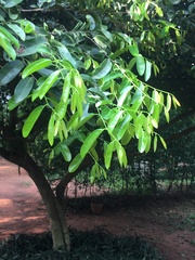 Diospyros ebenum
