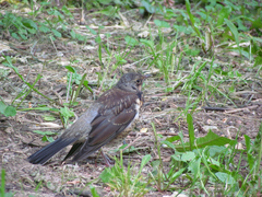 Turdus pilaris