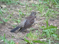 Turdus pilaris