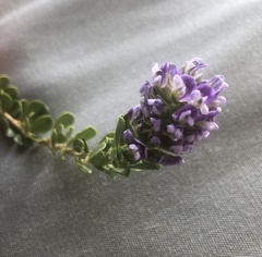 Psoralea bracteolata