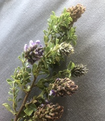 Psoralea bracteolata