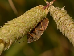 Eurygaster austriaca