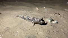 Periophthalmus argentilineatus