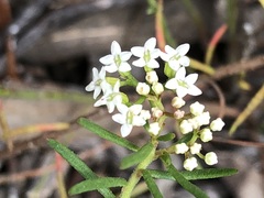 Platysace ericoides