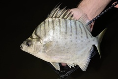 Selenotoca multifasciata