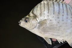 Selenotoca multifasciata