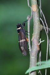 Tosena melanoptera