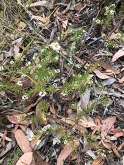 Platysace ericoides