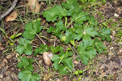 Sanicula crassicaulis