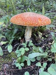 Amanita muscaria