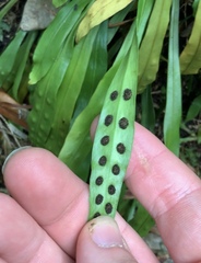 Loxogramme dictyopteris