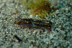 Philinopsis speciosa