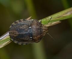 Eurygaster maura