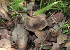 Spodocybe