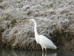 Ardea alba
