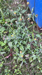 Tridax procumbens