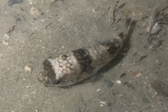 Chelonodontops patoca