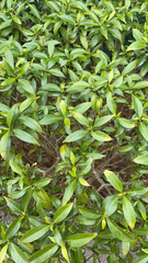 Gardenia jasminoides