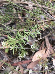 Platysace ericoides