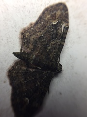 Pasiphilodes testulata