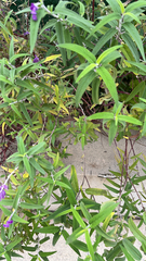 Salvia leucantha