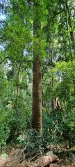 Araucaria bidwillii