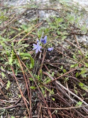 Scilla