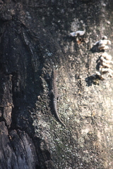 Lygodactylus incognitus