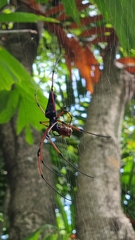 Nephila kuhli