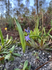 Scilla