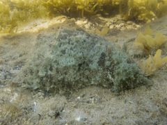 Dolabella auricularia