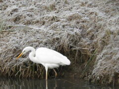 Ardea alba