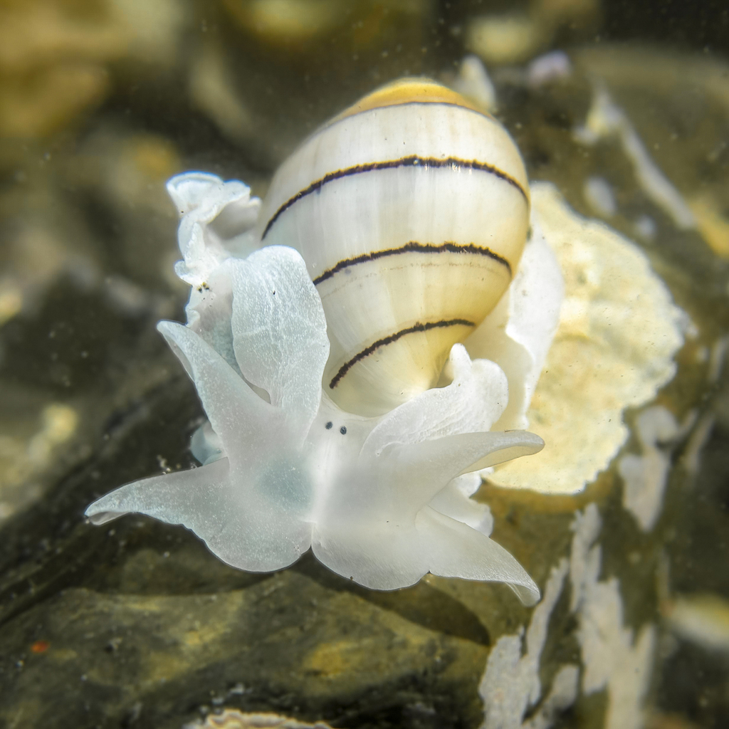 Pink Bubble Snail from Woolgoolga, New South Wales, Australia on