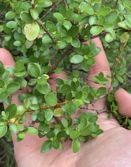 Coprosma neglecta