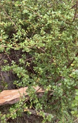 Coprosma neglecta