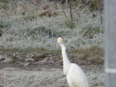 Ardea alba