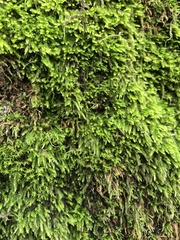 Dendroalsia abietina