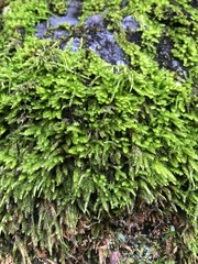 Dendroalsia abietina