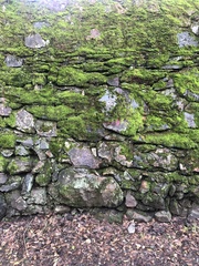 Dendroalsia abietina