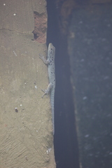 Lygodactylus incognitus