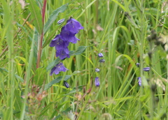 Campanula rhomboidalis