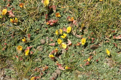 Lotus corniculatus