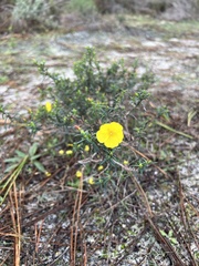 Cistus calycinus