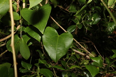 Tinospora smilacina