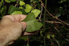 Tinospora smilacina