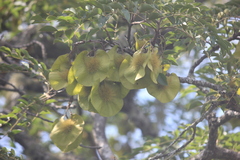 Pterocarpus angolensis