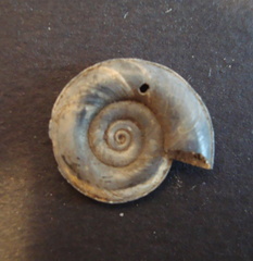 Planorbis carinatus