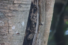 Homopholis walbergii