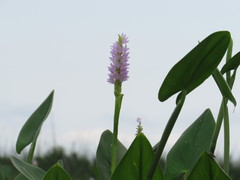 Pontederia sagittata